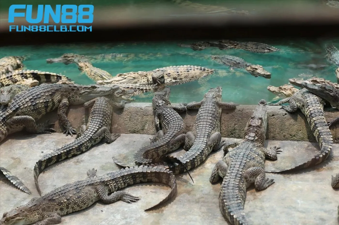 Mơ thấy cá sấu đánh số mấy để dễ trúng giải khủng?